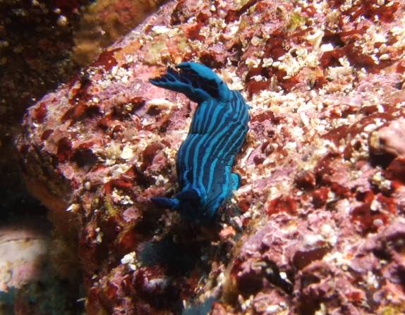 Blue Nudibranch em mergulho em Isabel, em Galápagos (foto de Hnning Abheiden)